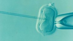 泰国囊胚培养技术-解锁胚胎潜能的关键密码