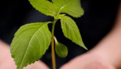 格鲁吉亚助孕合同法律风险避坑指南-过来人教你抓住关键细节